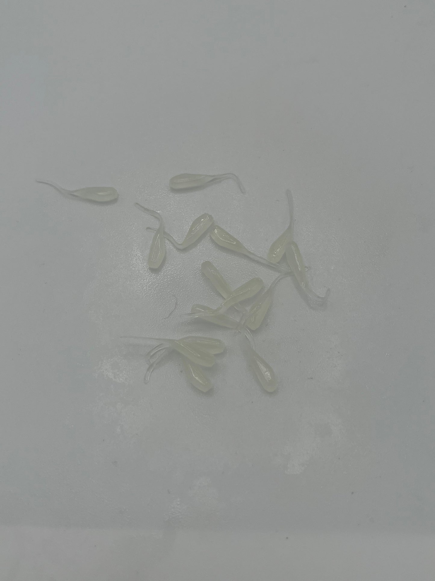 Stinger Tail - Glow White