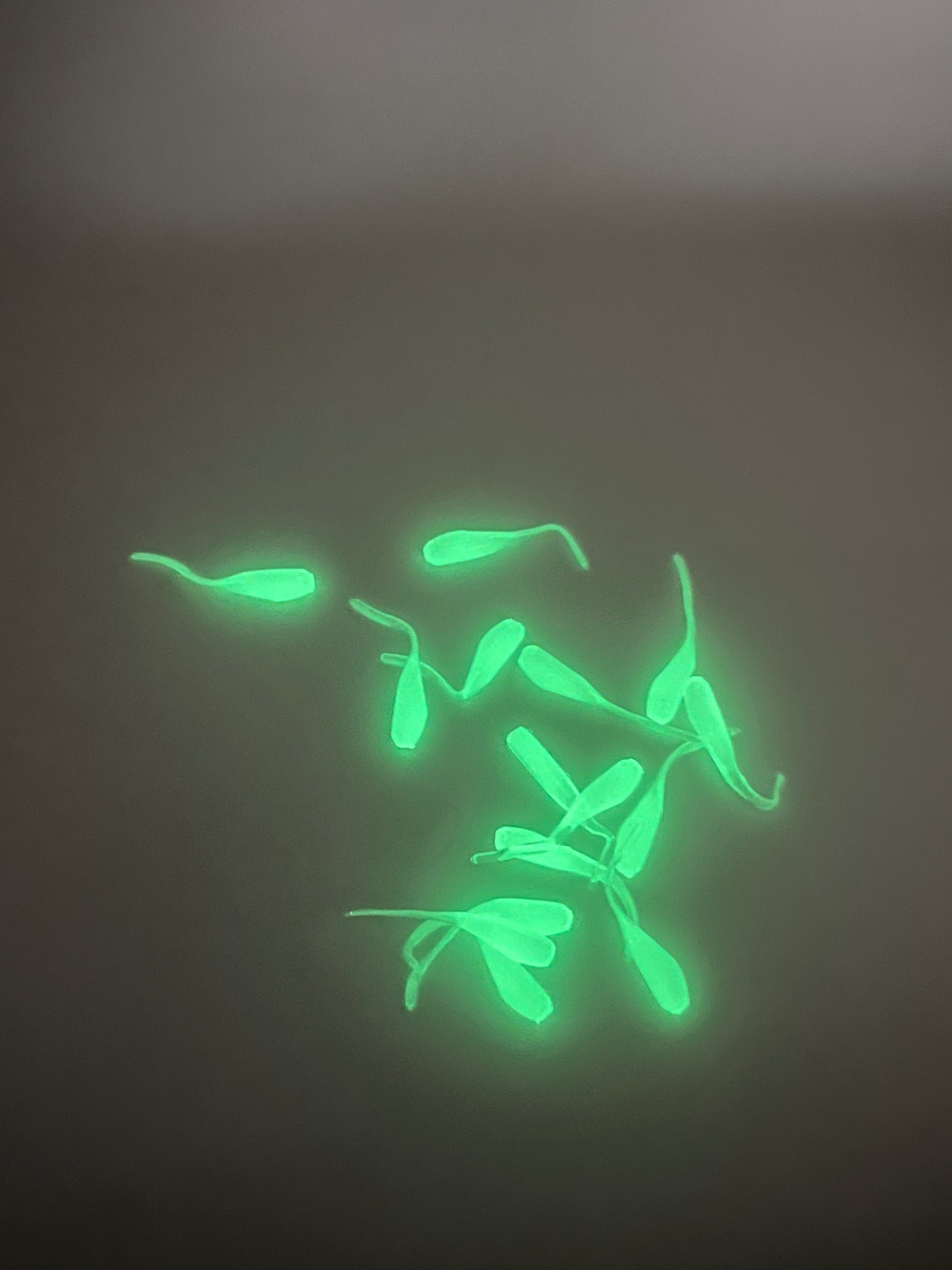 Stinger Tail - Glow White